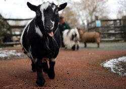 Seekor kambing di Kebun Binatang ZSL, London, di tengah pandemi COVID-19 di London, Inggris, 10 Februari 2021.