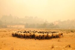Sheep gather during a wildfire near Limni village on the island of Evia, about 160 kilometers (100 miles) north of Athens, Greece, Aug. 4, 2021.