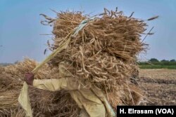 An Egyptian farmer in Qalyubia governorate, in the Nile River Delta, carries a load of wheat after harvest.