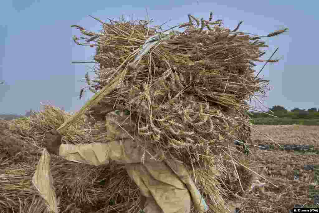 An Egyptian farmer in Qalyubia governorate, in the Nile River Delta, carries a load of wheat after harvest. The food waste starts from the production and harvesting stages due to what environmentalists describe as technical, social, economic, and practices.