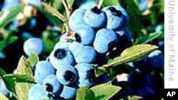 Borovnice spašavaju pamćenje