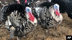 Turkeys are shown in a pen at Root Down Farm in Pescadero, Calif., Wednesday, Oct. 21, 2020. Many turkey farmers are worried their biggest birds won't end up on Thanksgiving tables. Due to the ongoing coronavirus pandemic and restrictions on large…