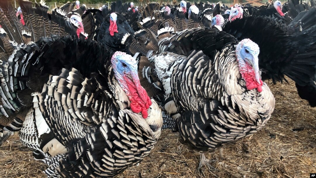 Inkoko zo mu bwoko bwa Dindot ziribwa ku musi wa Thanksgiving.
