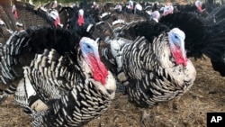 Turkeys are shown in a pen at Root Down Farm in Pescadero, Calif., Oct. 21, 2020, as many turkey farmers are worried their biggest birds won't end up on Thanksgiving tables due to the ongoing coronavirus pandemic and restrictions on large gatherings.