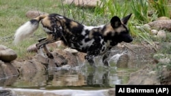 An African painted dog plays in the water at the Cincinnati Zoo in Ohio. (AP Photo/Al Behrman) 