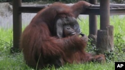 In this image made from video, an adult male orangutan smokes a cigarette in its enclosure at Bandung Zoo in Bandung, West Java, Indonesia, Sunday, March 4, 2018. (AP Photo)