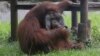 Video of Smoking Orangutan Goes Viral 