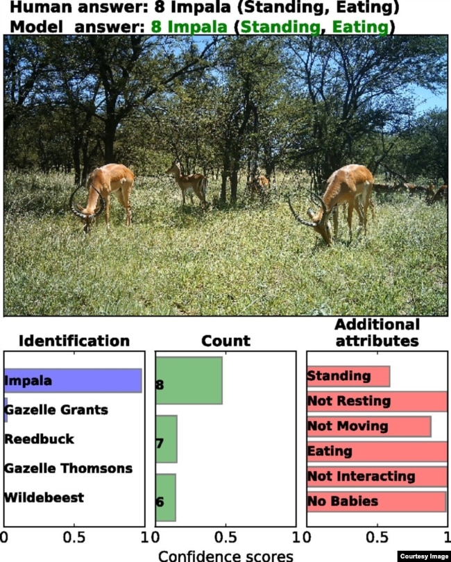 Deep learning can successfully identify, count, and describe animals in camera-trap images. (PNAS.org)