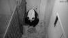 Vašington: Rodila se beba panda