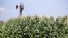 FILE - A field of corn grows in front of an old windmill in Pacific Junction, Iowa, The government shutdown could complicate things for farmers lining up for federal payments to ease the burden of President Donald Trump’s trade war with China. 