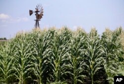 FILE - A field of corn grows in front of an old windmill in Pacific Junction, Iowa.