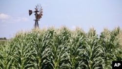 FILE - A field of corn grows in front of an old windmill in Pacific Junction, Iowa. 