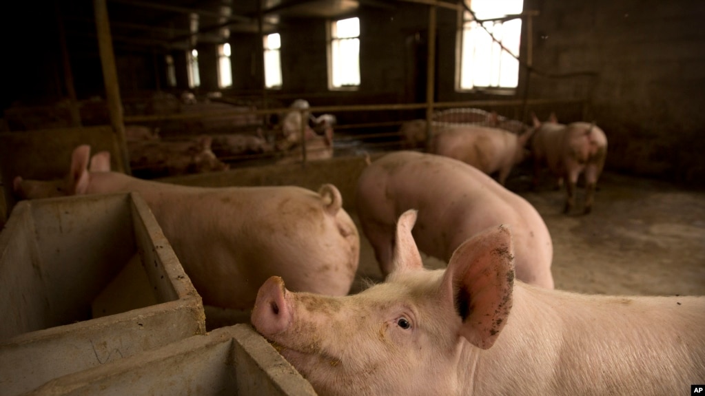 2019年5月8日在河北省庞各庄的一家养猪场内的生猪。非洲猪瘟在中国导致大量猪病亡，并波及到全球肉类市场价格。