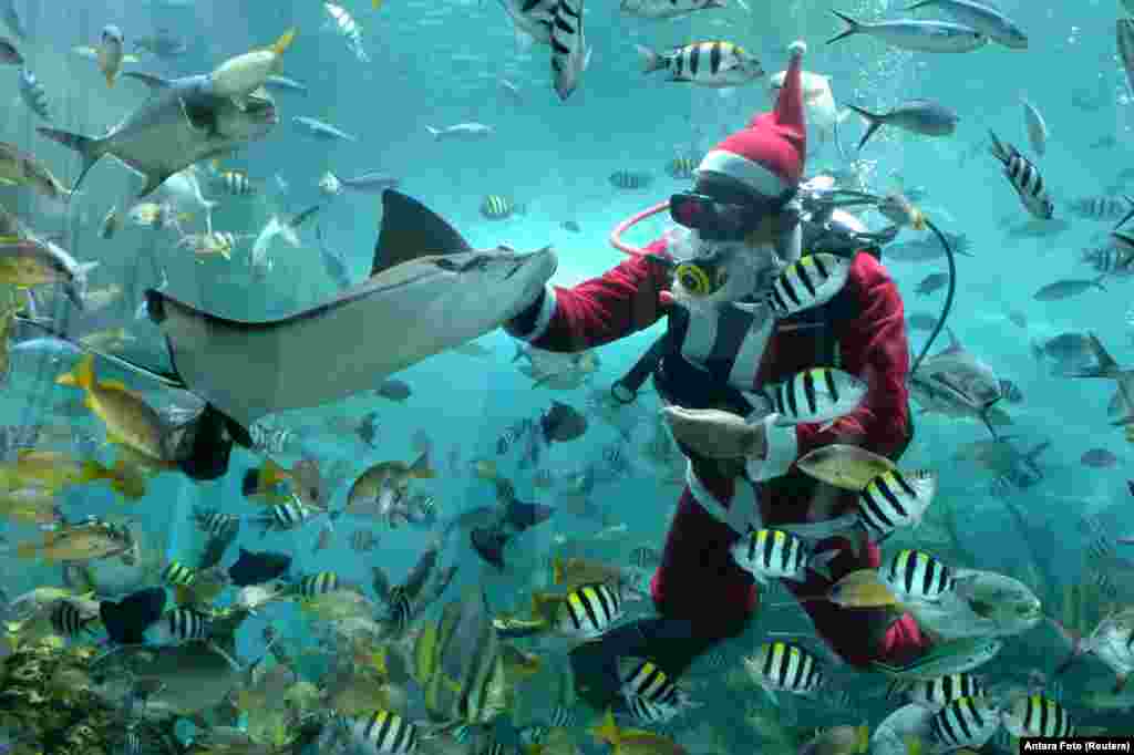 Seorang penyelam mengenakan kostum Sinterklas tampil di akuarium restoran &quot;Koral&quot; menjelang perayaan Natal di Badung, Bali (23/12). (Foto: Fikri Yusuf/Antara via Reuters).
