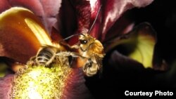 The Royal Iris attracts male bees to spend the night. (Credit: Yuval Sapir, Tel Aviv University Botanical Garden) 