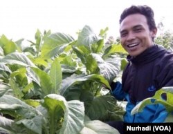 Eko Wahyu Susilo, petani tembakau di Selopampang, Temanggung. (Foto: VOA/Nurhadi)