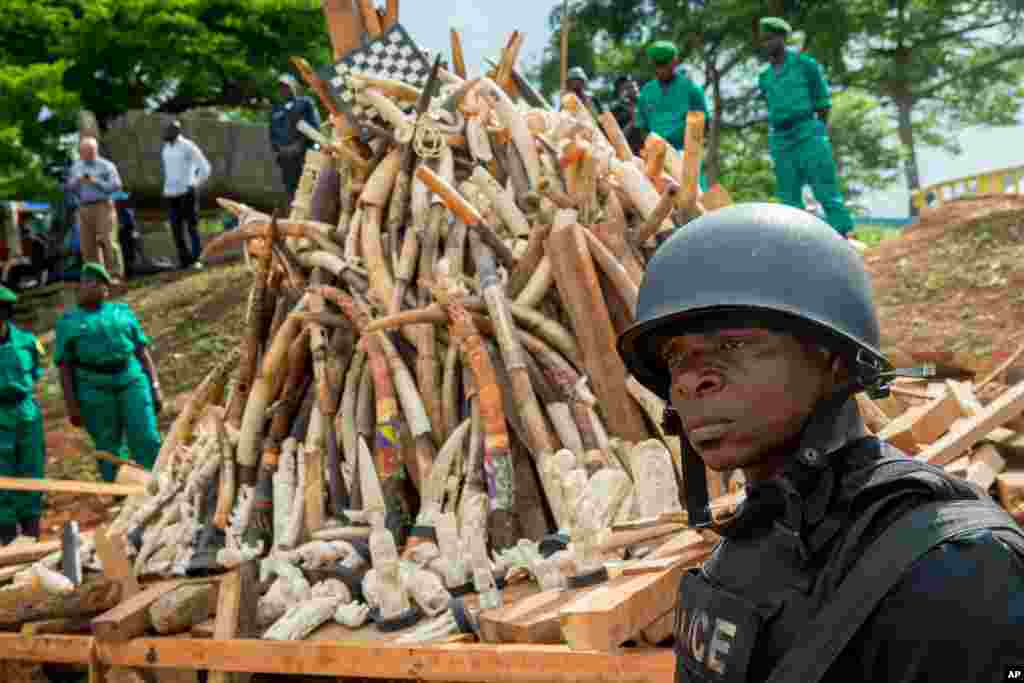 Des forces militaires montent la garde près du stock d'ivoire, Palais des Congrès, Yaoundé, 19 avril 2016. 