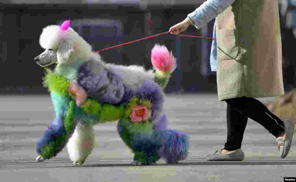 A woman walks a dog with styled and dyed fur on a street in Shenyang, Liaoning province, China.