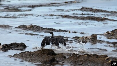 Petugas Kerja Keras Bersihkan Tumpahan Minyak Di California