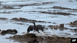 Seekor burung di pantai California yang bulu-bulunya tertutup lapisan minyak.