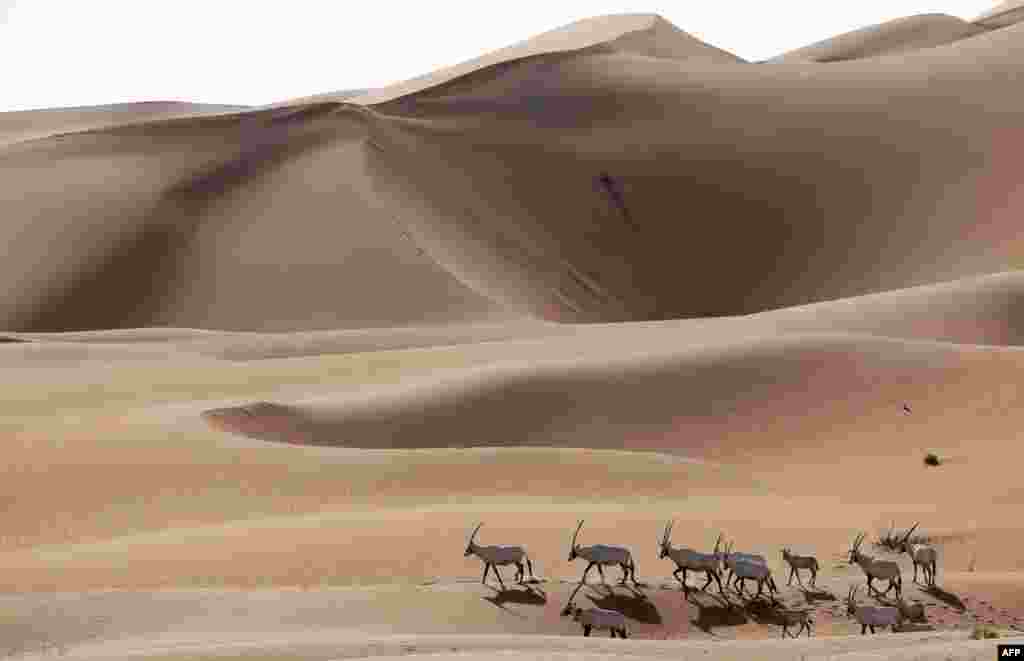 Những con Oryx Ả-rập trong Khu bảo tồn Oryx Ả-rập ở Umm Al-Zamool, 290 km về phía nam thành phố Abu Dhabi của Liên hiệp Các Tiểu vương quốc Ả-rập Thống nhất, gần biên giới Ả-rập Saudi. &nbsp;