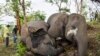 Diduga Tersambar Petir, 18 Gajah Liar Asia Tewas di India