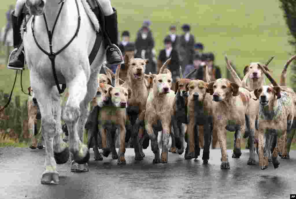 A view of riders and hounds as they take part in the Kennels Lanarkshire &amp; Renfrewshire meet, in Houston, Scotland.