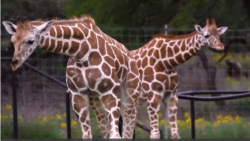 [구석구석 미국 이야기 오디오] 멸종위기 동물들이 뛰노는 샌안토니오 동물 농장...장애인 재활을 돕는 미술 프로그램