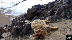 FILE - An abandoned dead goat that is part of the livestock of Huyag Tserennyam, a herder, lies on a hill side in the Ulziit district of Bayankhongor in Mongolia, Feb. 17, 2016.