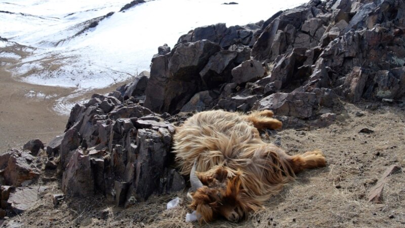 Mongolian Herders Face Crisis; Red Cross Appeals for Aid Mongolian Herders Face Crisis; Red Cross Appeals for Aid