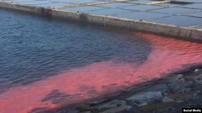 Vết nước màu đỏ tại Vũng Áng. Nhiều người ghi ngờ rằng đây là dải chất độc trôi nổi trên biển từ chất thải của Formosa (Facebook Danlambao)