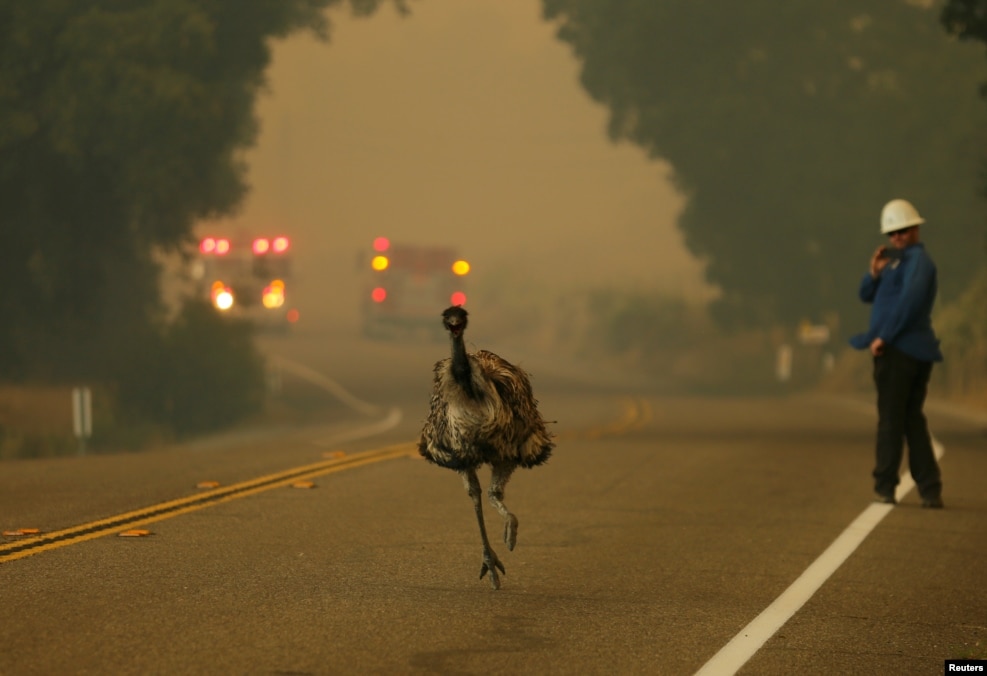 An emu runs to escape an approaching wildfire as it burns near Potrero, California, June 20, 2016.