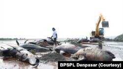 Bangkai paus pilot yang hendak dikuburkan. (Foto: Courtesy/BPSPL Denpasar)