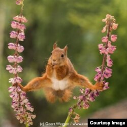 Highly Commended: 'Splits' - Geert Weggen - Sweden. (Comedy Wildlife Photography Awards)