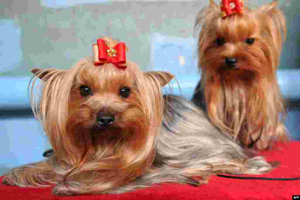 Yorkshire terriers are seen during a dog exhibition in Kyrgyzstan&#39;s capital Bishkek.