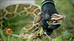فلوریڈا میں سانپ پکڑنے کا مقابلہ