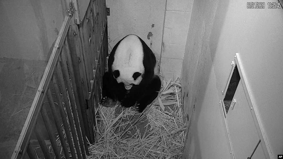 Panda Mej Sijang (Foto: AP/Smithsonian National Zoo)