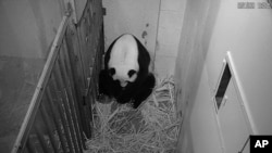 Panda Mej Sijang (Foto: AP/Smithsonian National Zoo)