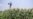 Farmers Risk Loss of Federal Payments, Loans, From Shutdown