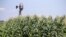 FILE - A field of corn grows in front of an old windmill in Pacific Junction, Iowa. 