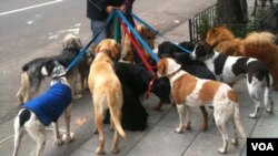 Según el hospital veterinario, South Paws, el 90% de perros que sufren de hipertermia mueren en los meses del verano.