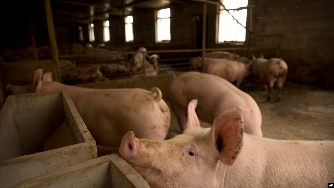China Pig Plague
