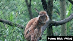 Lutung jawa berwarna oranye, di dalam kandang sosialisasi Lutung Jawa Javan Langur Center (JLC) (Foto: VOA/Petrus)