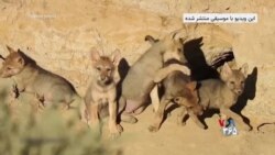 تولد ۸ توله‌ گرگ در دل طبیعت ایران