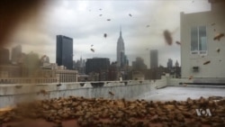 New York City Bees