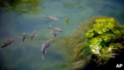 FILE - Fish swim around a glob of green algae in Texas, July 14, 2009. 