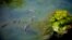 FILE - Fish swim around a glob of green algae in Texas, July 14, 2009. 