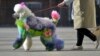 Pope Francis twirls a soccer ball presented to him by a member of the Circus of Cuba, during his weekly general audience in the Pope Paul VI hall, at the Vatican.