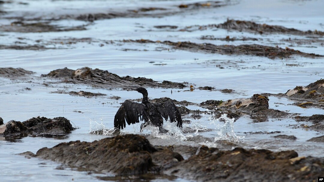 Seekor burung dengan sayap yang terkena tumpahan minyak di pantai Refugio, sebelah utara Goleta, California (21/5). (AP/Jae C. Hong)