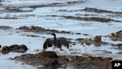 Seekor burung dengan sayap yang terkena tumpahan minyak di pantai Refugio, sebelah utara Goleta, California (21/5). (AP/Jae C. Hong)